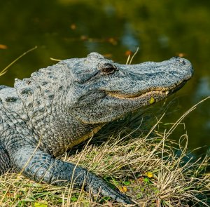 Top US Gator Destinations: Best Places to See Alligators in the Wild and Up Close