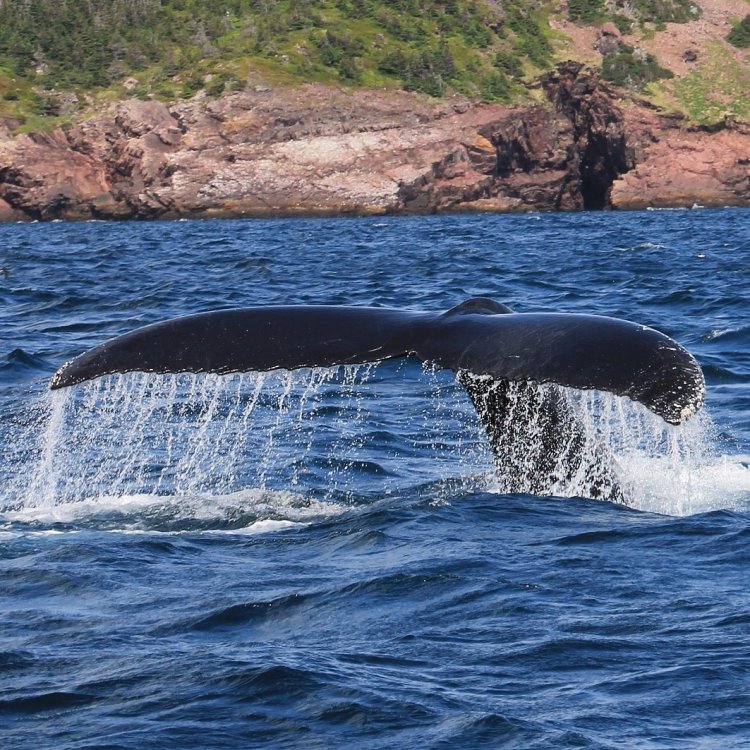 Best Places in America to See Whales, Dolphins, and Marine Wildlife