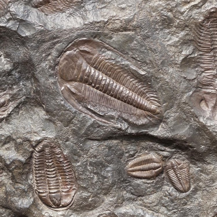 Top U.S. Destinations for Dinosaur Lovers and Fossil Hunters