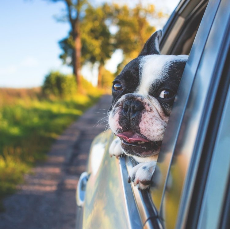 The Ultimate Guide to Pet Travel in the U.S. — From Road Trips to Airlines Traveling With Pets in the U.S